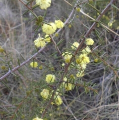 Acacia ulicifolia (Prickly Moses) at Mount Ainslie - 19 Aug 2016 by SilkeSma