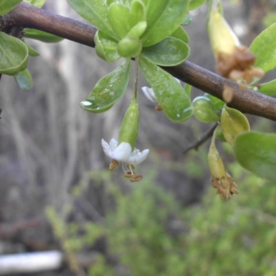 Lycium ferocissimum (African Boxthorn) at Majura, ACT - 20 Aug 2016 by SilkeSma