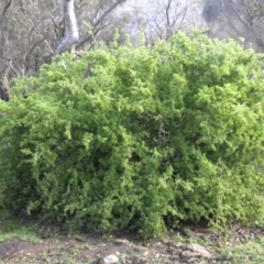 Lycium ferocissimum at Majura, ACT - 20 Aug 2016 10:06 AM