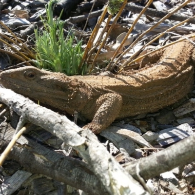 Pogona barbata (Eastern Bearded Dragon) at Mount Majura - 19 Aug 2016 by waltraud