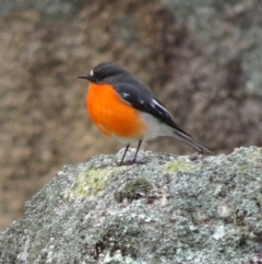 Petroica phoenicea (Flame Robin) at Tidbinbilla Nature Reserve - 20 Aug 2016 by galah681