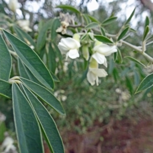 Chamaecytisus palmensis at Paddys River, ACT - 20 Aug 2016