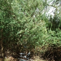 Chamaecytisus palmensis at Paddys River, ACT - 20 Aug 2016