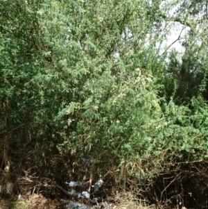 Chamaecytisus palmensis at Paddys River, ACT - 20 Aug 2016