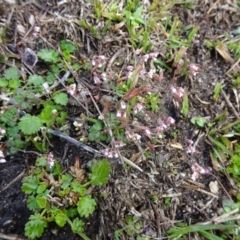 Erophila verna (Whitlow Grass) at Paddys River, ACT - 20 Aug 2016 by galah681