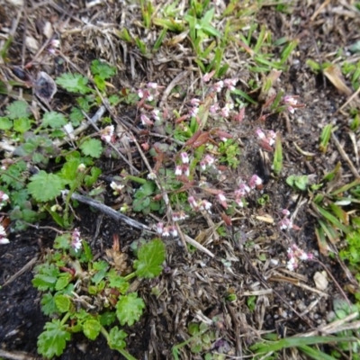 Erophila verna (Whitlow Grass) at Tidbinbilla Nature Reserve - 20 Aug 2016 by galah681