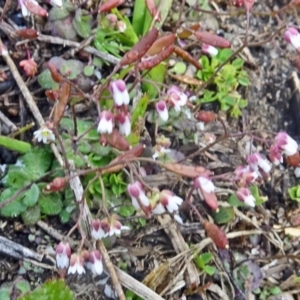 Erophila verna at Paddys River, ACT - 20 Aug 2016