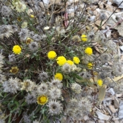 Coronidium gunnianum (Gunn's Everlasting) at Molonglo Valley, ACT - 19 May 2016 by galah681