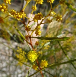 Acacia boormanii at Molonglo Valley, ACT - 18 Aug 2016 11:35 AM