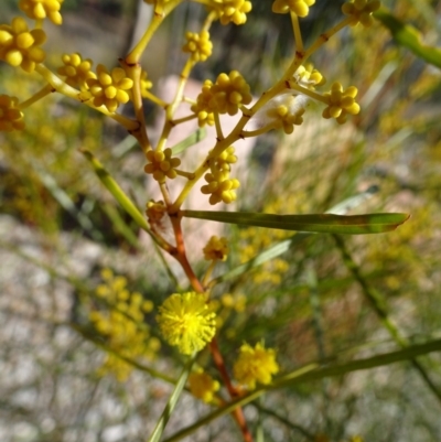 Acacia boormanii (Snowy River Wattle) at Molonglo Valley, ACT - 18 Aug 2016 by galah681