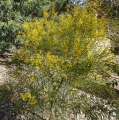 Acacia boormanii at Molonglo Valley, ACT - 18 Aug 2016 11:35 AM