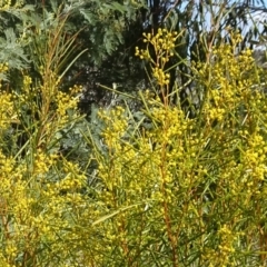 Acacia boormanii at Molonglo Valley, ACT - 18 Aug 2016 11:35 AM