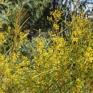 Acacia boormanii at Molonglo Valley, ACT - 18 Aug 2016