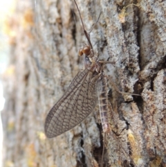 Ephemeroptera (order) (Unidentified Mayfly) at Conder, ACT - 30 Sep 2015 by MichaelBedingfield