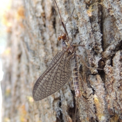 Ephemeroptera (order) (Unidentified Mayfly) at Pollinator-friendly garden Conder - 30 Sep 2015 by michaelb
