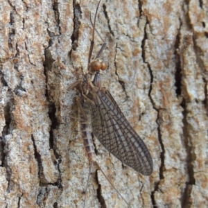 Ephemeroptera (order) at Conder, ACT - 30 Sep 2015 10:18 AM