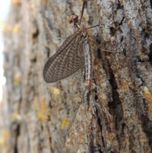 Ephemeroptera (order) at Conder, ACT - 30 Sep 2015 10:18 AM