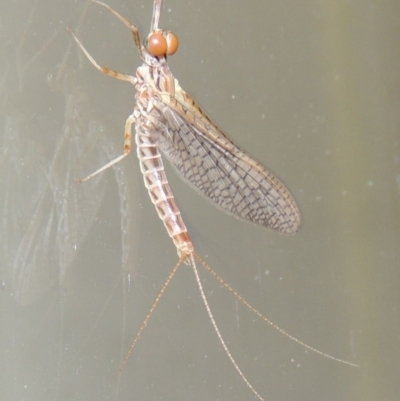 Ephemeroptera (order) (Unidentified Mayfly) at Conder, ACT - 21 Oct 2015 by michaelb