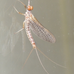 Ephemeroptera (order) at Conder, ACT - 21 Oct 2015