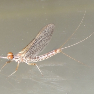 Ephemeroptera (order) at Conder, ACT - 21 Oct 2015 10:27 PM