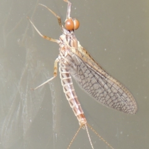 Ephemeroptera (order) at Conder, ACT - 21 Oct 2015