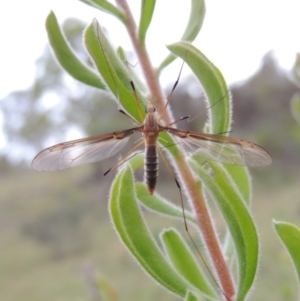 Leptotarsus (Leptotarsus) sp.(genus) at Tennent, ACT - 23 Nov 2014 07:56 PM