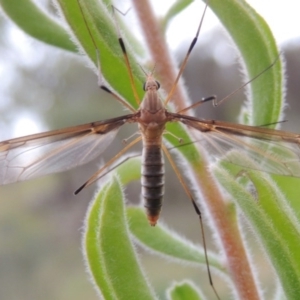 Leptotarsus (Leptotarsus) sp.(genus) at Tennent, ACT - 23 Nov 2014 07:56 PM