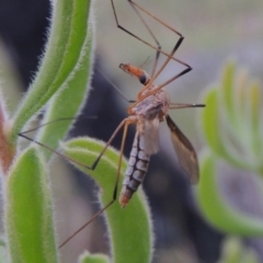 Leptotarsus (Leptotarsus) sp.(genus) at Tennent, ACT - 23 Nov 2014 07:56 PM