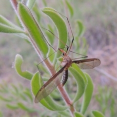 Leptotarsus (Leptotarsus) sp.(genus) at Tennent, ACT - 23 Nov 2014 07:56 PM