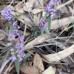 Hovea heterophylla (Common Hovea) at Mulligans Flat - 21 Aug 2016 by CedricBear