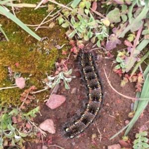 Apina callisto at Sutton, NSW - 21 Aug 2016 12:20 PM