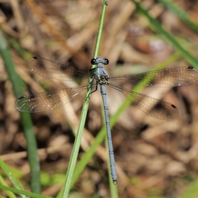 Griseargiolestes intermedius (Alpine Flatwing) at Cotter River, ACT - 13 Dec 2015 by KenT