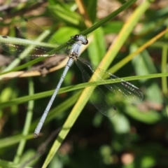 Griseargiolestes intermedius at Cotter River, ACT - 13 Dec 2015