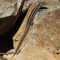Eulamprus heatwolei (Yellow-bellied Water Skink) at Lower Cotter Catchment - 16 Sep 2015 by KenT