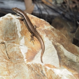 Eulamprus heatwolei at Cotter River, ACT - 16 Sep 2015