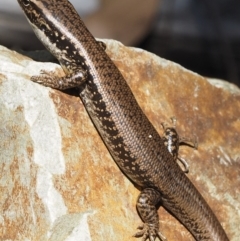 Eulamprus heatwolei at Cotter River, ACT - 16 Sep 2015