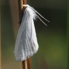 Tipanaea patulella (A Crambid moth) at Swamp Creek - 7 Nov 2015 by KenT