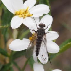 Atherimorpha agathae (A snipe fly) at Namadgi National Park - 3 Dec 2015 by KenT
