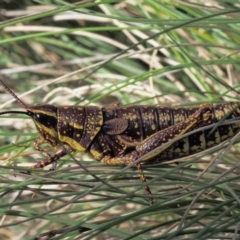 Monistria concinna (Southern Pyrgomorph) at Cotter River, ACT - 10 Dec 2015 by KenT