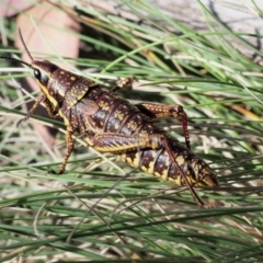 Monistria concinna at Cotter River, ACT - 10 Dec 2015 08:59 AM