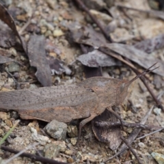 Goniaea australasiae (Gumleaf grasshopper) at Paddys River, ACT - 18 Oct 2015 by KenT