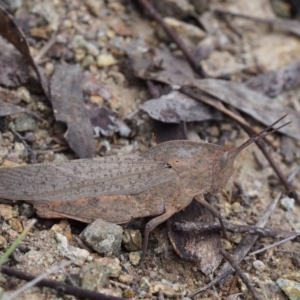 Goniaea australasiae at Paddys River, ACT - 18 Oct 2015 09:42 AM