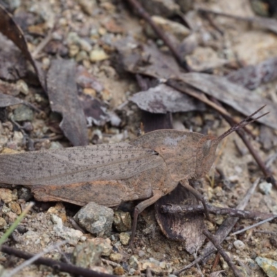 Goniaea australasiae (Gumleaf grasshopper) at Bullen Range - 17 Oct 2015 by KenT