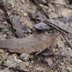 Goniaea australasiae (Gumleaf grasshopper) at Paddys River, ACT - 17 Oct 2015 by KenT