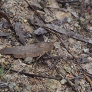 Goniaea australasiae at Paddys River, ACT - 18 Oct 2015 09:42 AM