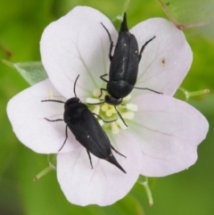 Mordella sp. (genus) (Pintail or tumbling flower beetle) at Namadgi National Park - 22 Nov 2015 by KenT