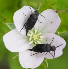 Mordella sp. (genus) at Tennent, ACT - 22 Nov 2015