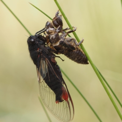 Yoyetta denisoni (Black Firetail Cicada) at Tennent, ACT - 15 Dec 2014 by KenT