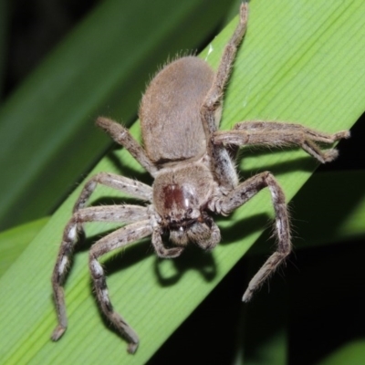 Isopeda sp. (genus) (Huntsman Spider) at Pollinator-friendly garden Conder - 3 Apr 2016 by michaelb