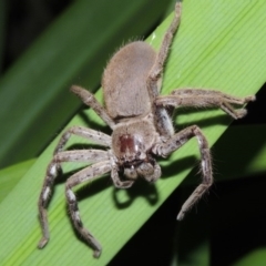 Isopeda sp. (genus) (Huntsman Spider) at Pollinator-friendly garden Conder - 3 Apr 2016 by michaelb